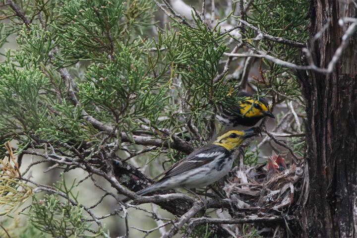 Golden-cheeked Warbler (Setophaga chrysoparia) parents caring for thier nestlings.�