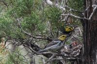 Golden-cheeked Warbler (Setophaga chrysoparia) parents caring for thier nestlings. 