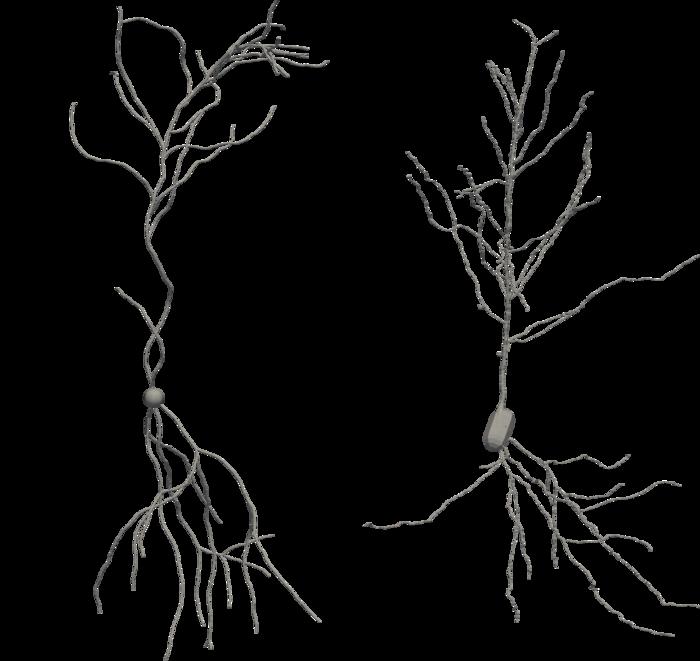 Neuron simulation