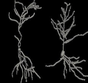 Neuron simulation