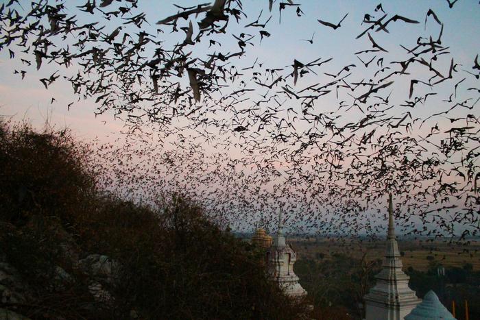 Bats leaving a cave in rural Thailand