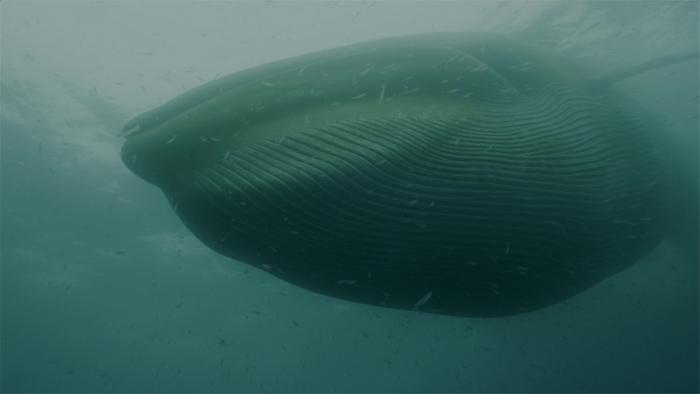 Fin whale