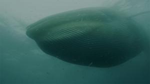 Fin whale