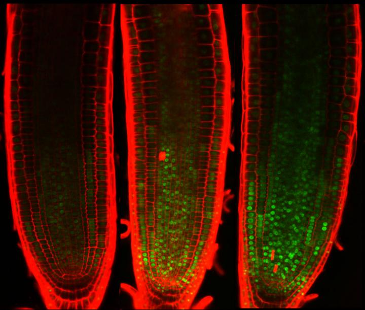 Inhibiting Plant Cell Division