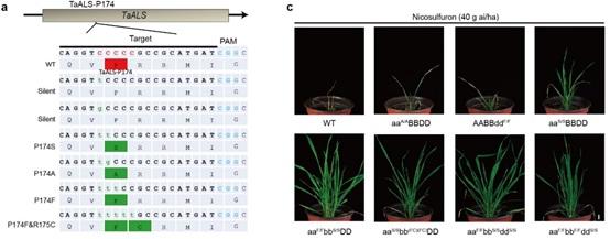 Nicosulfuron Tolerant Wheat
