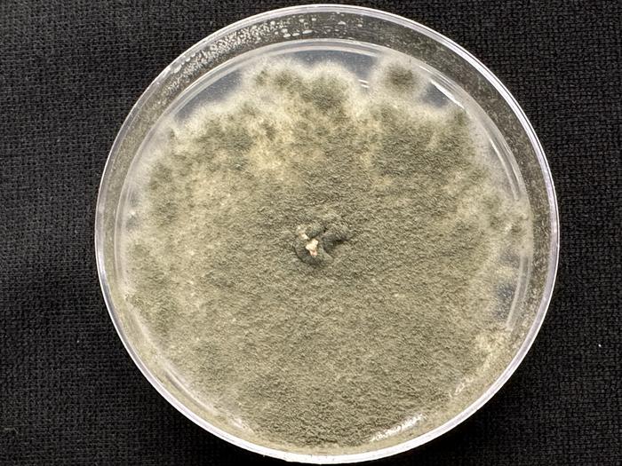 Aspergillus fumigatus