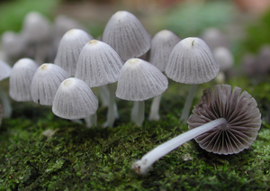 Fairy inkcap mushrooms