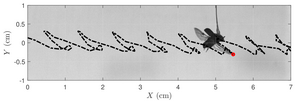 Path traced by the tip of the beetle’s wing is extracted from a high-speed video