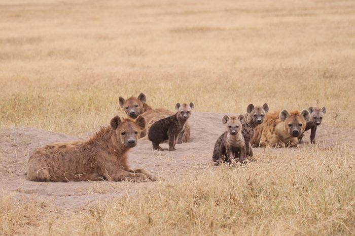 Spotted hyena female and offspring