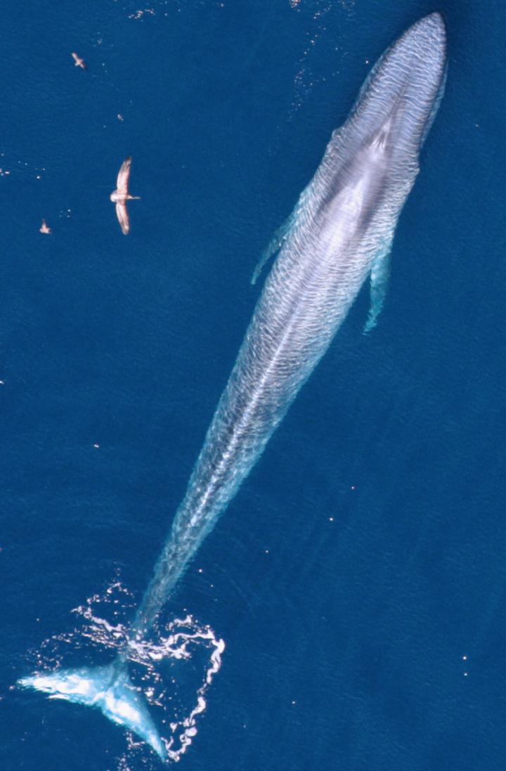Blue Whale in Eastern Pacific