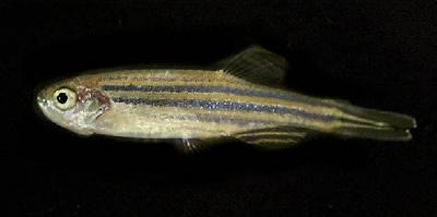 Zebrafish