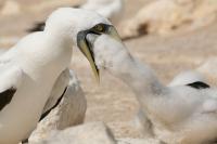 A nesting masked booby