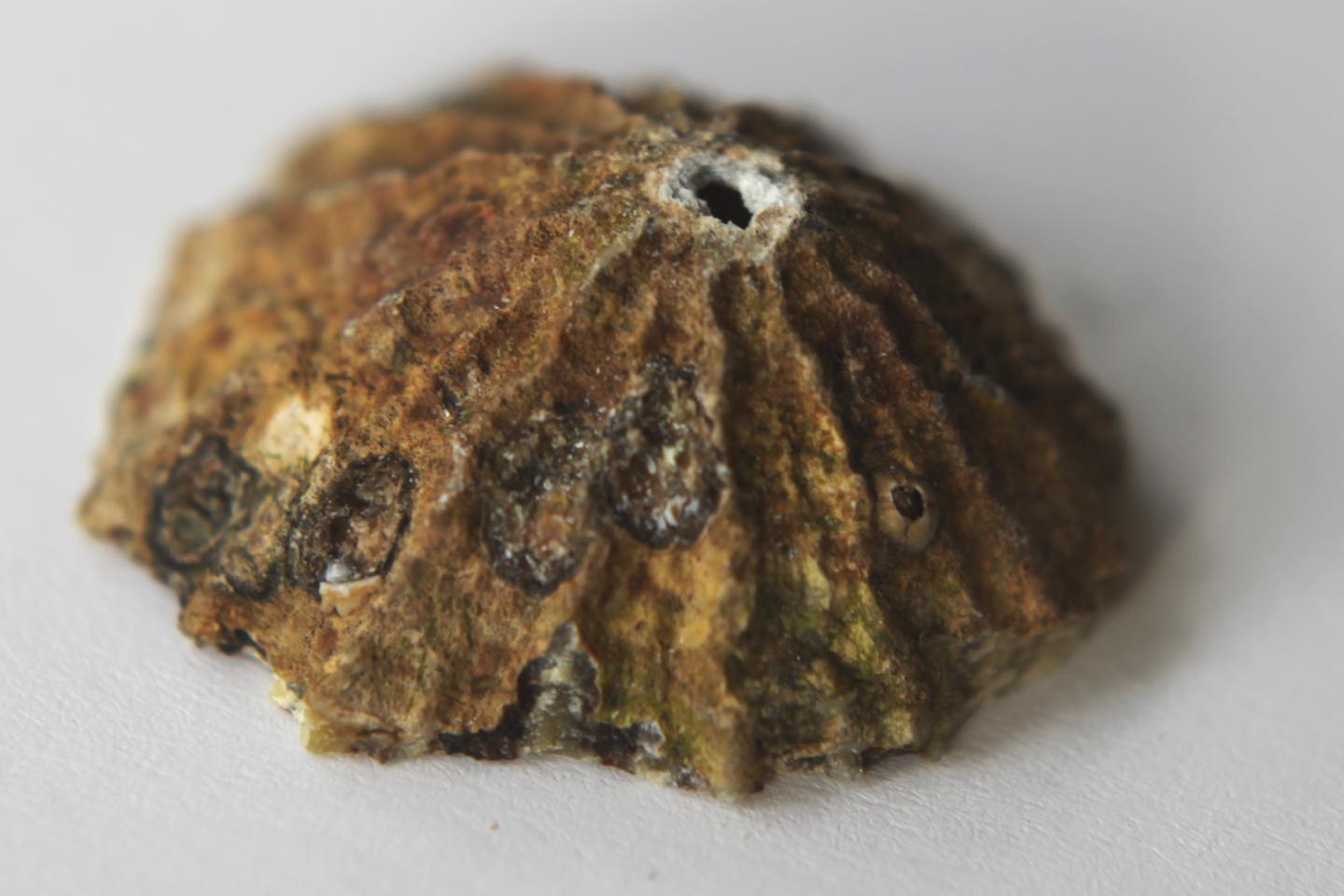 A Limpet Shell that Has Failed at the Apex Due to Impact