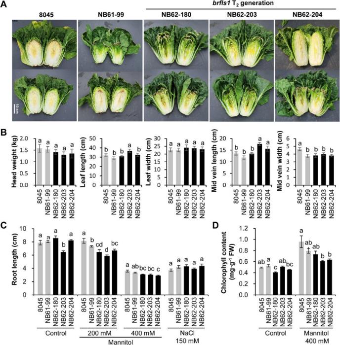 Phenotypic analyses of the brfls1 T2 plants.