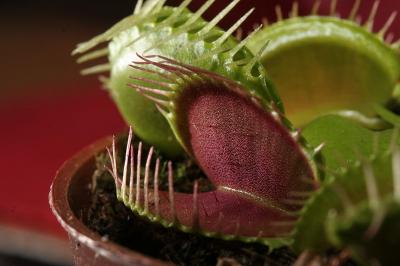 Venus Flytrap