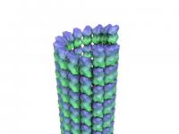Microtubule Falls Apart