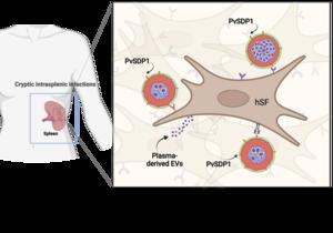 Graphical abstract