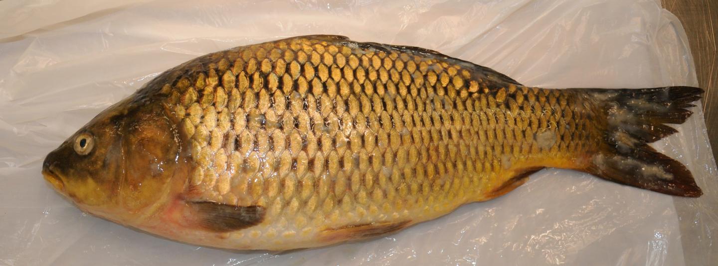 Mucous Lesions in an Infected Carp
