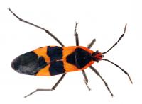 Adult Milkweed Bug Photo