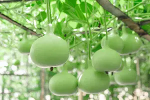 Green Bottle Gourd