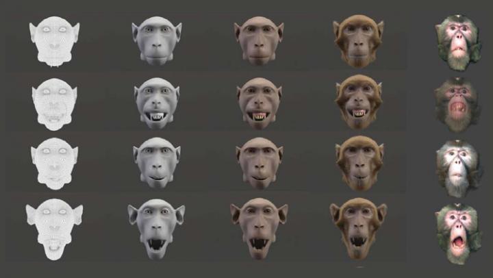 Monkeys Appreciate Lifelike Animation