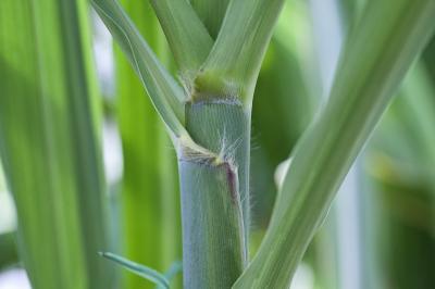 Expanding Sugarcane-to-Ethanol in Brazil