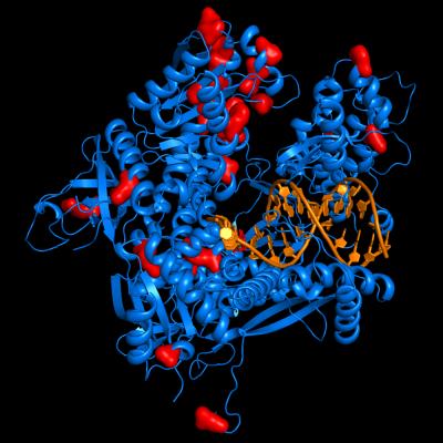 Structural Basis for Processive Dna Synthesis by Yeast DNA Polymerase ɛ