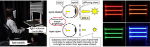 Experimental setup to measure eyelid transmittance