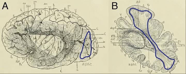 Iu Scientist And Collaborators Chart A Lost H Eurekalert