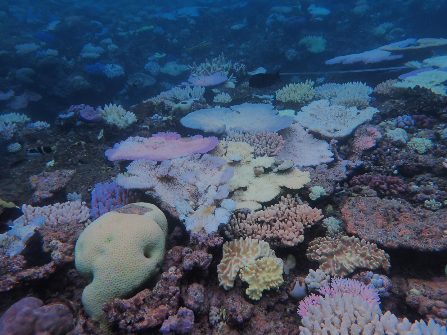 Time running out to save coral reefs