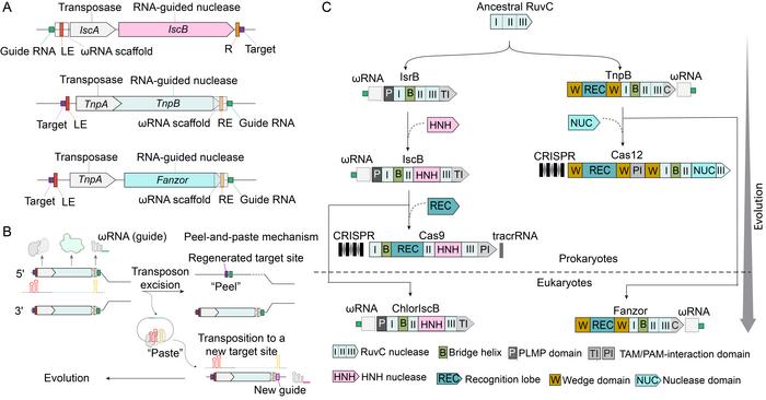 The OMEGA and CRISPR Systems