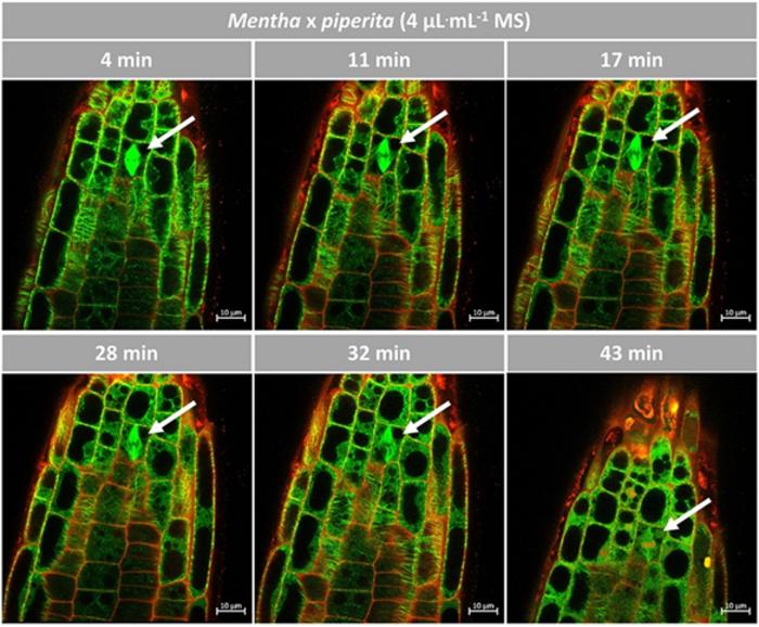 Response of microtubules to the essential oil of M. x piperita in Arabidopsis.