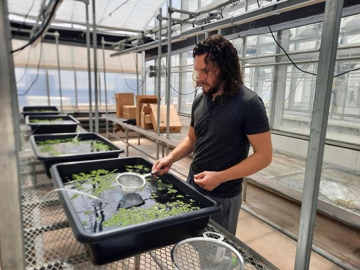 Researcher growing azolla