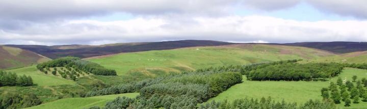 Experimental Agroforestry Site in Scotland