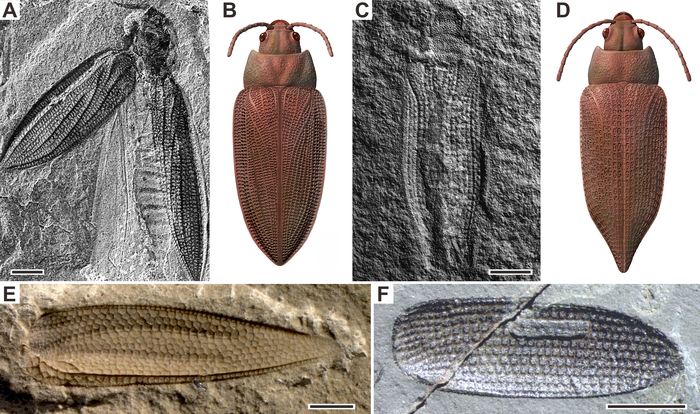 Examples of Permian beetles and reconstructions