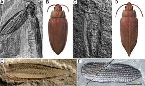 Examples of Permian beetles and reconstructions