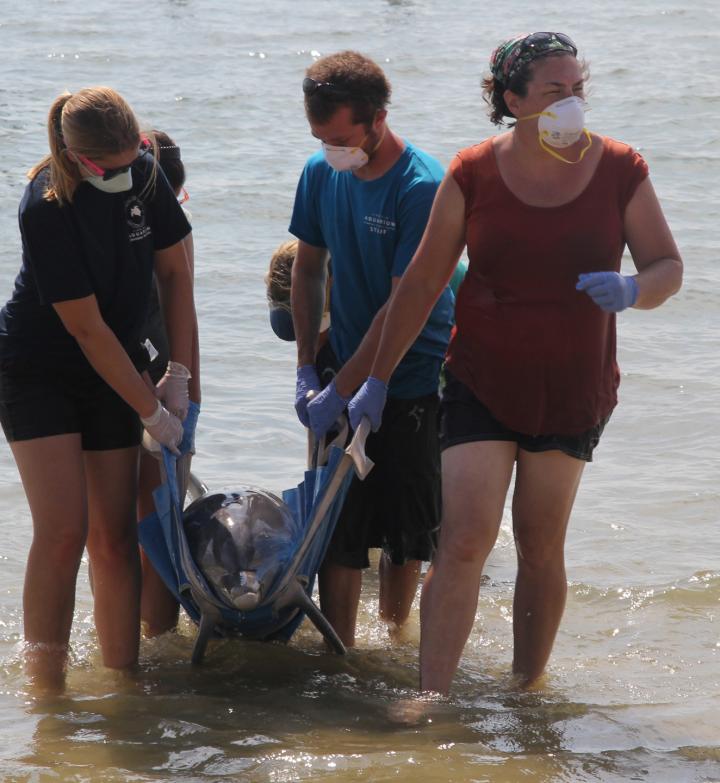 Virginia Aquarium Staff with Stranded Dolphin