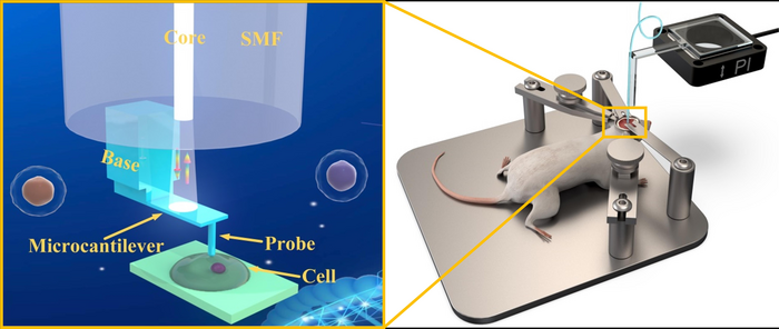 The 3D printed fiber microprobe for measuring in vivo biomechanical properties of tissue and single cell