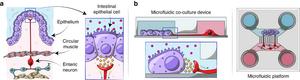 Creating enteric neuro-epithelial co-cultures in a microfluidic device.