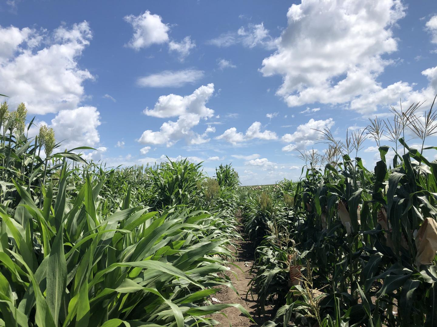 Rows of Corn Plants Stretch to the Horizon under a Blue Sky