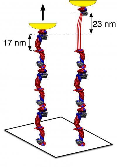 Exploring the Molecular Origin of Blood Clot Flexibility