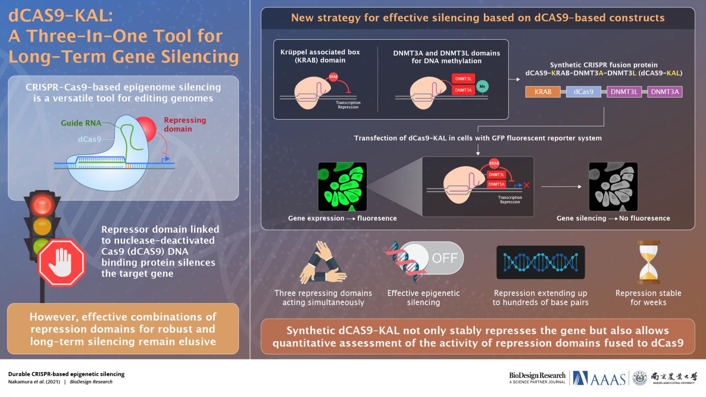 dCAS9-KAL: A Three-In-One Tool for Long-Term Gene Silencing