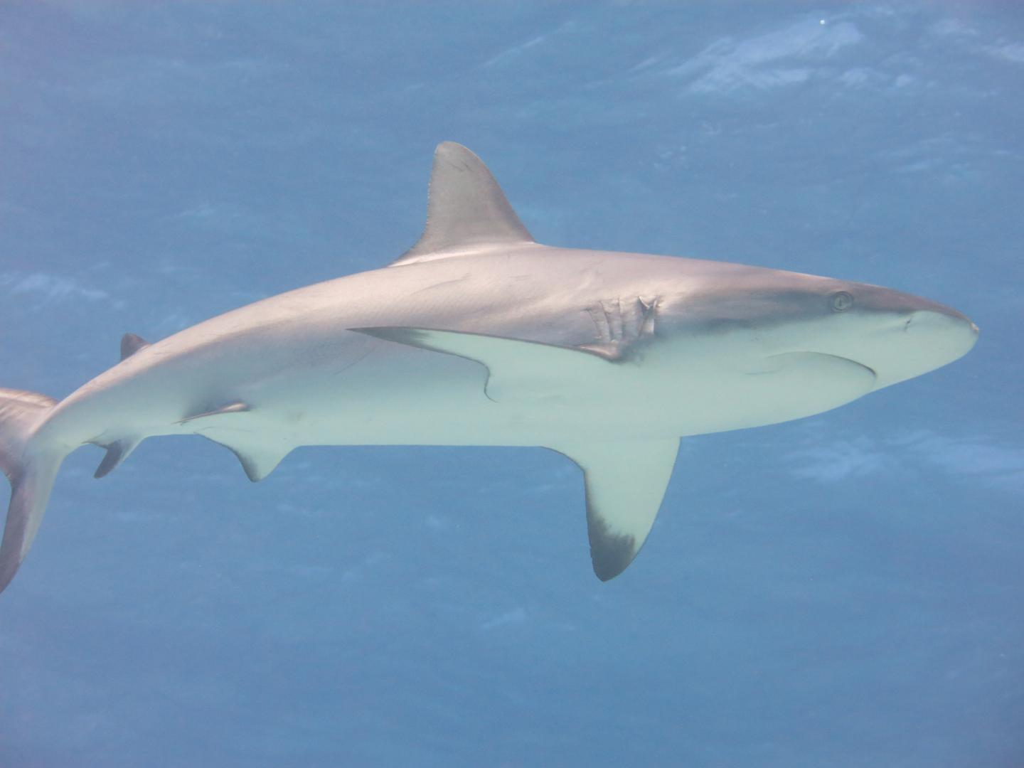 Rare Sharks Are No Longer in the "Dark," Thanks to New Species Survey Method (3 of 6)