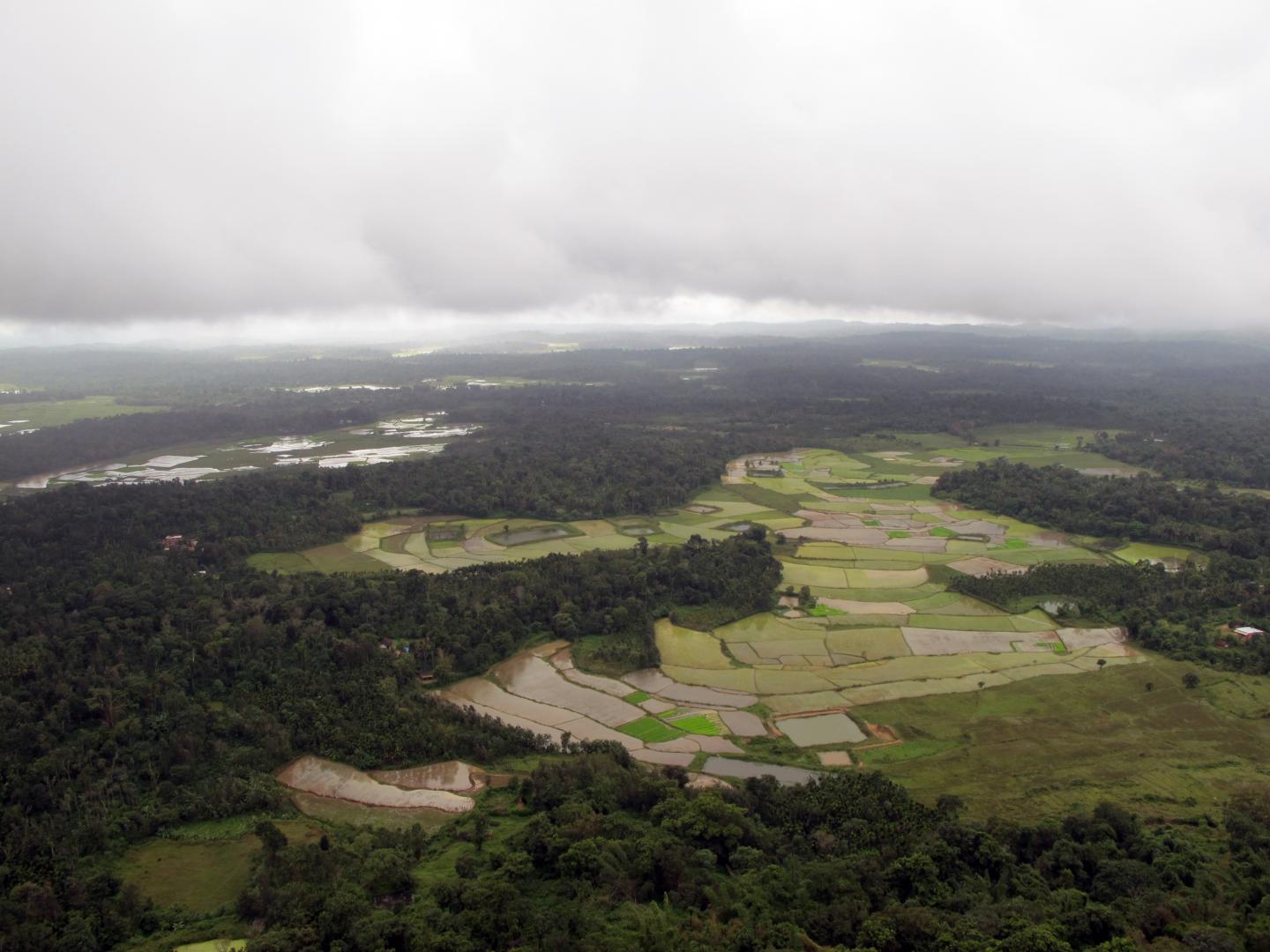 Fragmented Rainforest Landscape