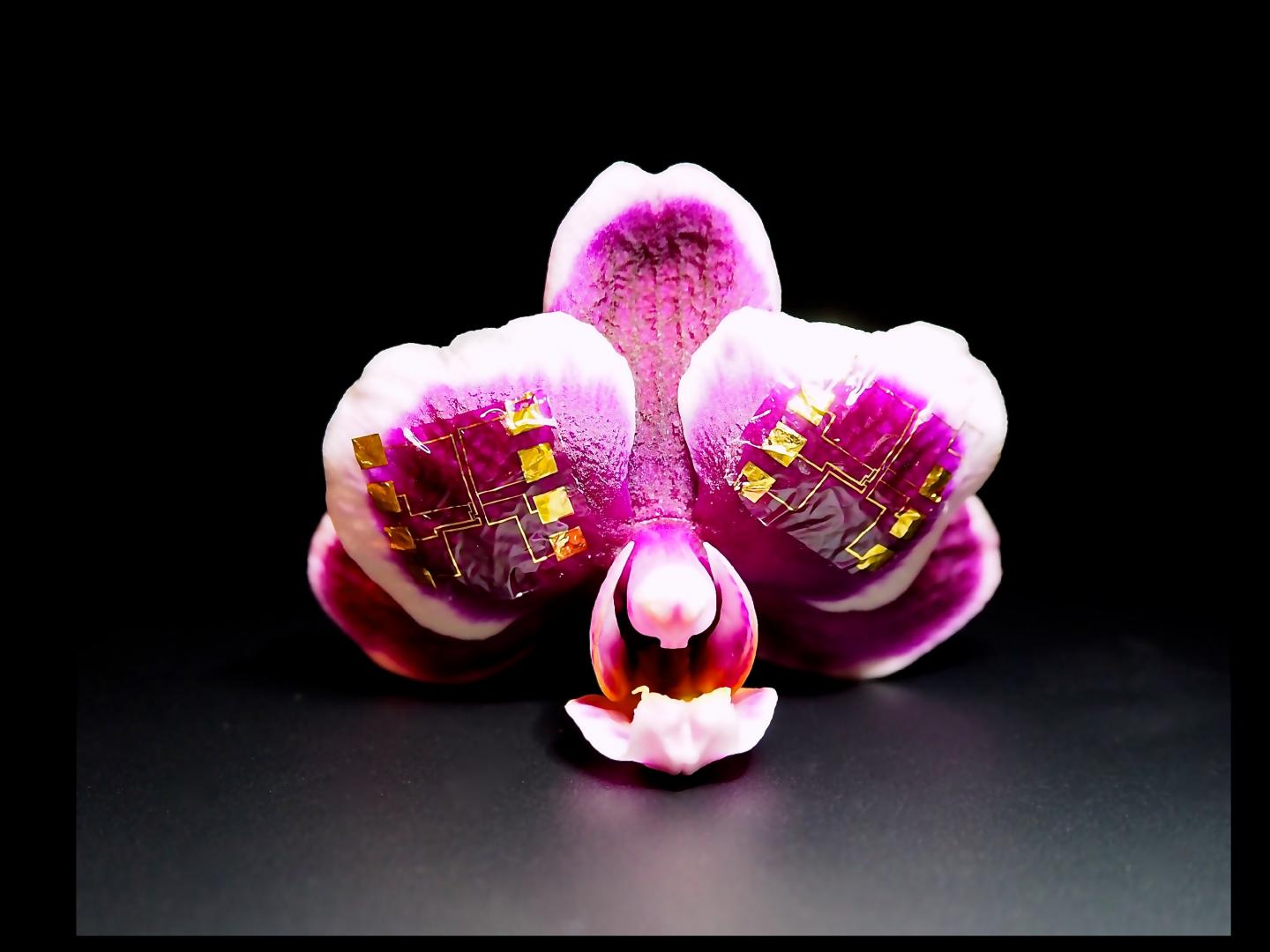 Integrated IGT-Based Digital Logic Gates (1 of 2)