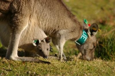Eastern Gray Kangaroo and Joey