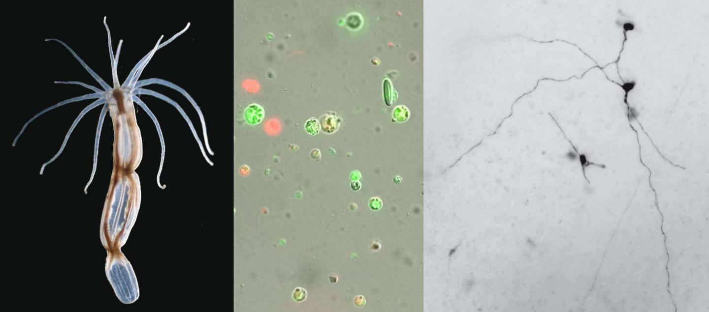 A Sea Anemone, <em>Nematostella Vectensis</em>