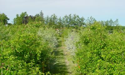 IFP and OFP Apple Trees