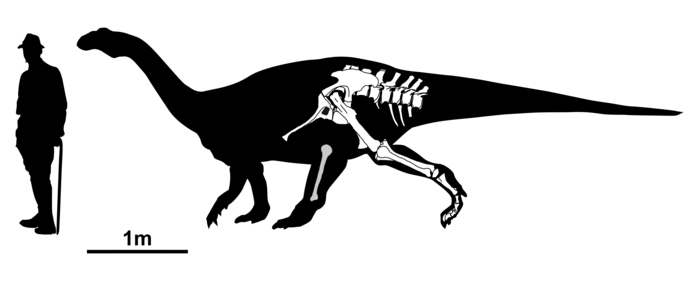 Depiction of the bones of the newly described dinosaur