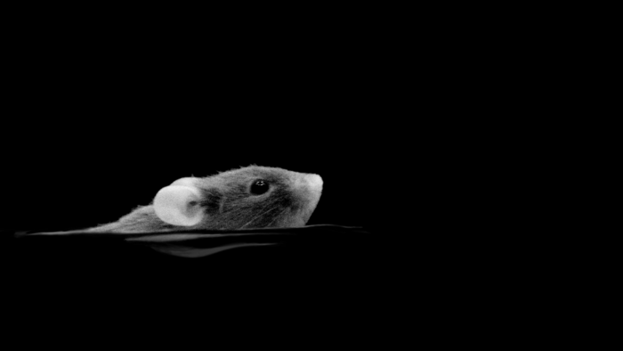 Mouse swimming in darkness